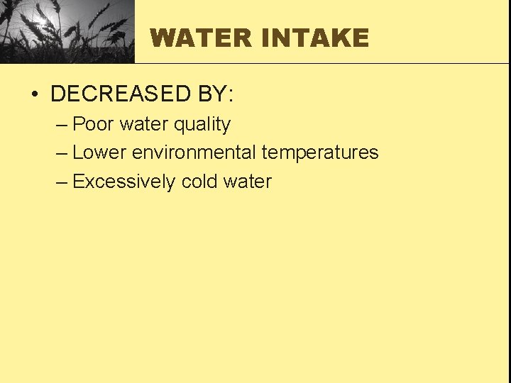 WATER INTAKE • DECREASED BY: – Poor water quality – Lower environmental temperatures –