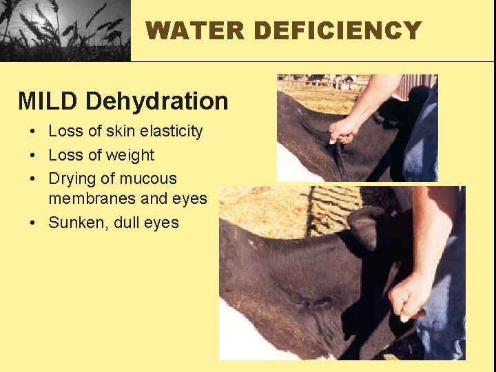 WATER DEFICIENCY MILD Dehydration • Loss of skin elasticity • Loss of weight •