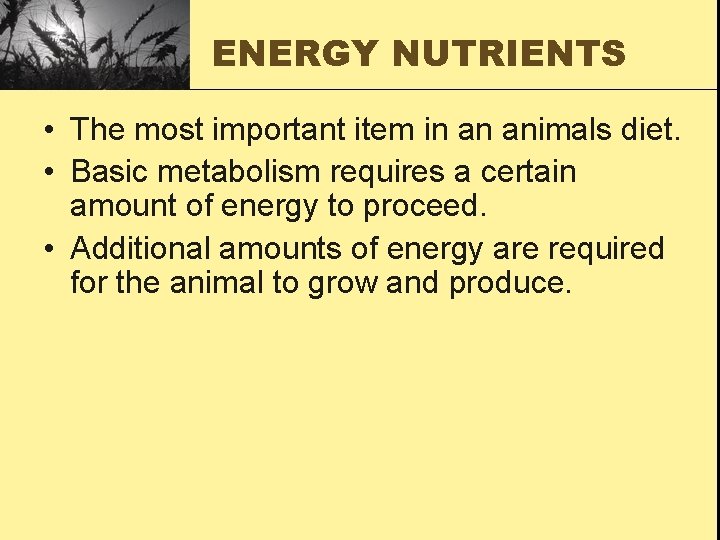 ENERGY NUTRIENTS • The most important item in an animals diet. • Basic metabolism