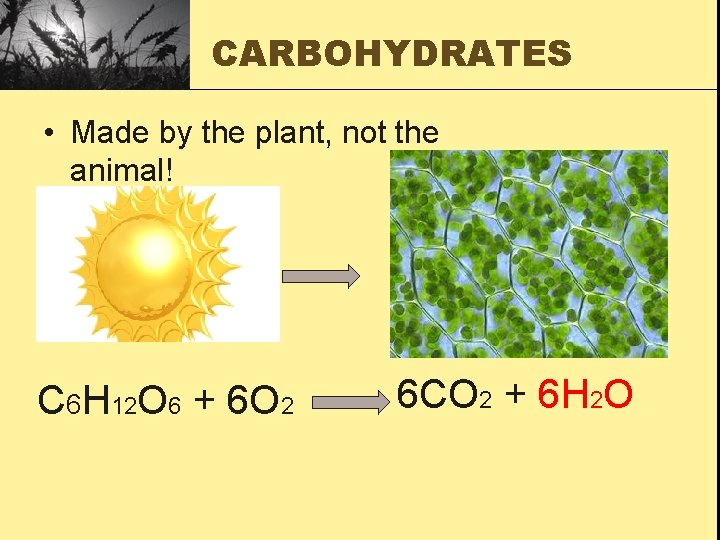 CARBOHYDRATES • Made by the plant, not the animal! C 6 H 12 O