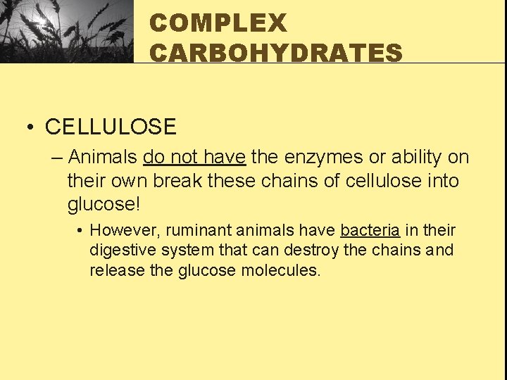 COMPLEX CARBOHYDRATES • CELLULOSE – Animals do not have the enzymes or ability on