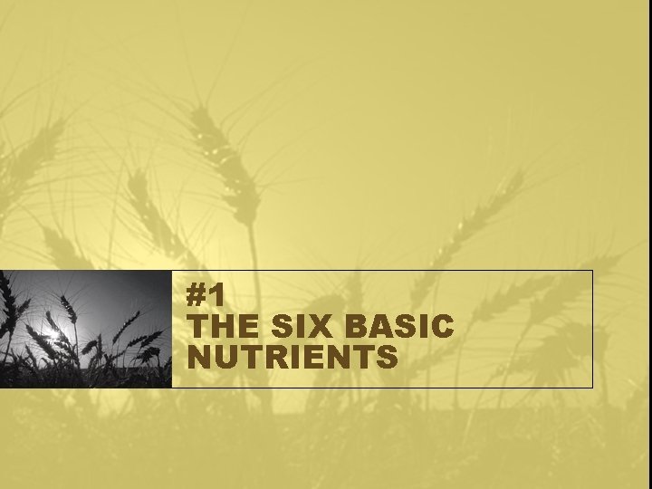 #1 THE SIX BASIC NUTRIENTS 