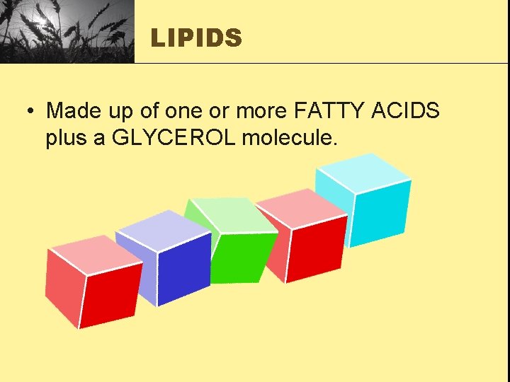 LIPIDS • Made up of one or more FATTY ACIDS plus a GLYCEROL molecule.