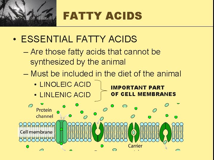 FATTY ACIDS • ESSENTIAL FATTY ACIDS – Are those fatty acids that cannot be