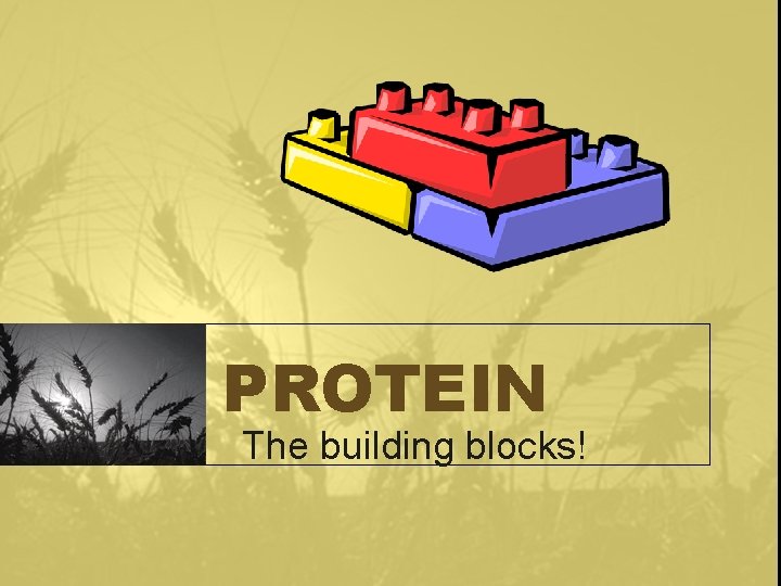 PROTEIN The building blocks! 