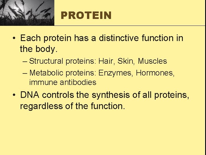 PROTEIN • Each protein has a distinctive function in the body. – Structural proteins: