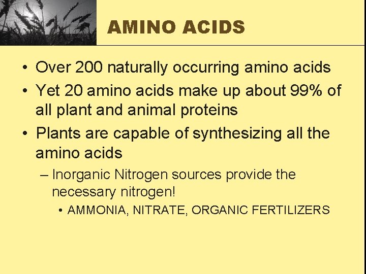 AMINO ACIDS • Over 200 naturally occurring amino acids • Yet 20 amino acids