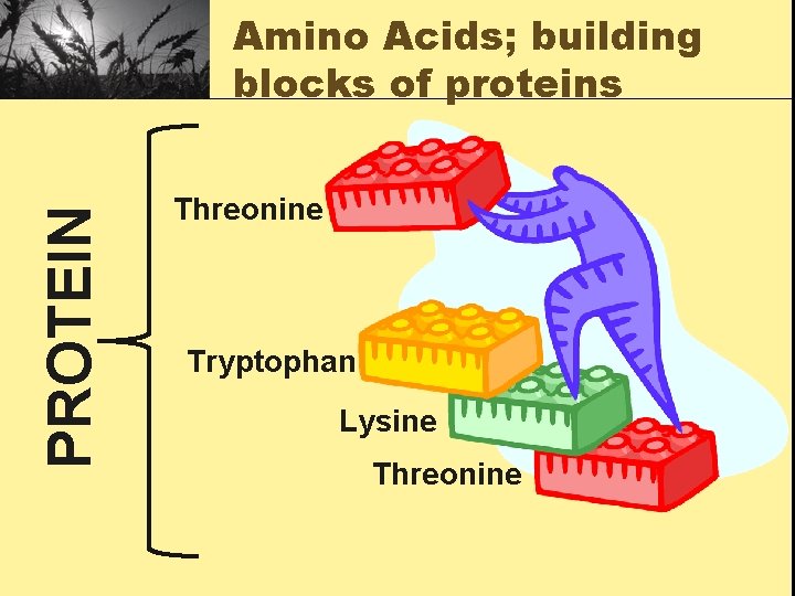 PROTEIN Amino Acids; building blocks of proteins Threonine Tryptophan Lysine Threonine 