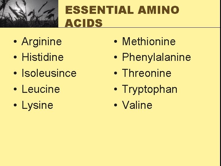 ESSENTIAL AMINO ACIDS • • • Arginine Histidine Isoleusince Leucine Lysine • • •