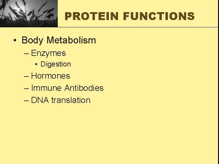 PROTEIN FUNCTIONS • Body Metabolism – Enzymes • Digestion – Hormones – Immune Antibodies