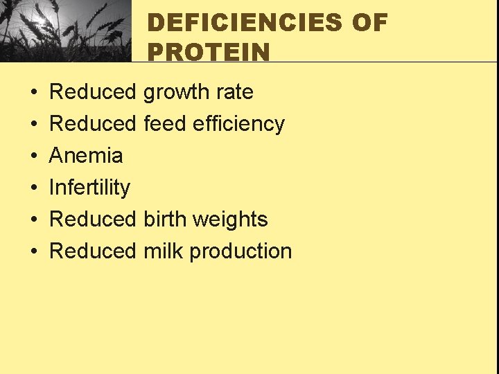 DEFICIENCIES OF PROTEIN • • • Reduced growth rate Reduced feed efficiency Anemia Infertility