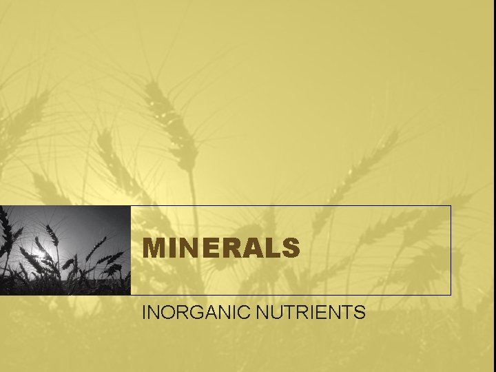 MINERALS INORGANIC NUTRIENTS 