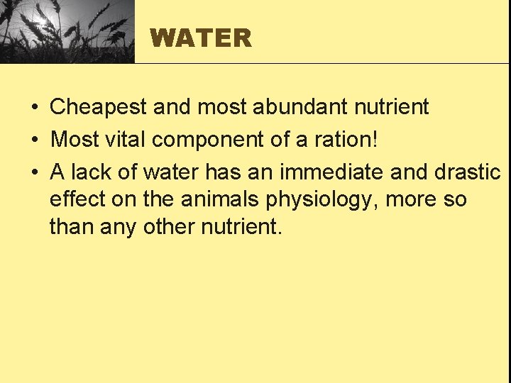 WATER • Cheapest and most abundant nutrient • Most vital component of a ration!