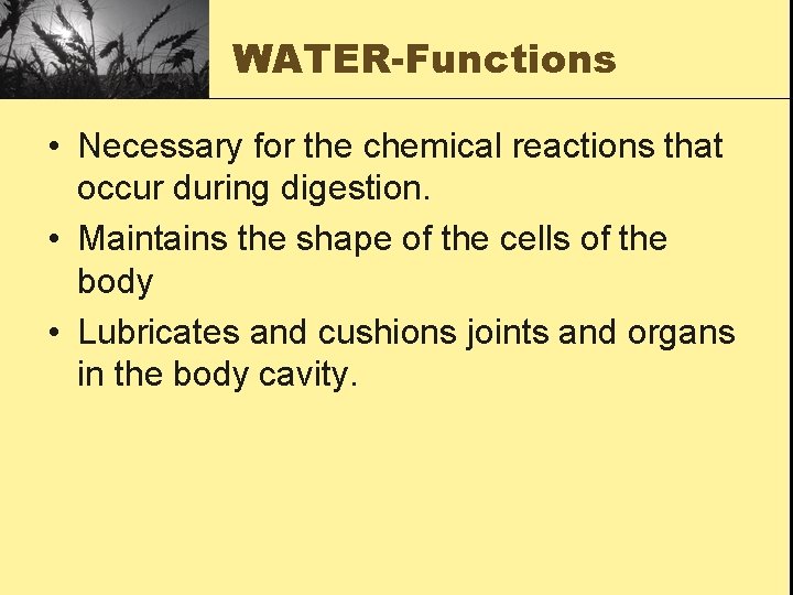 WATER-Functions • Necessary for the chemical reactions that occur during digestion. • Maintains the