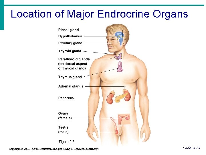 Location of Major Endrocrine Organs Figure 9. 3 Copyright © 2003 Pearson Education, Inc. Location of Major Endrocrine Organs Figure 9. 3 Copyright © 2003 Pearson Education, Inc.