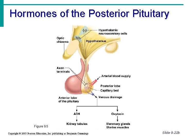 Hormones of the Posterior Pituitary Figure 9. 5 Copyright © 2003 Pearson Education, Inc. Hormones of the Posterior Pituitary Figure 9. 5 Copyright © 2003 Pearson Education, Inc.