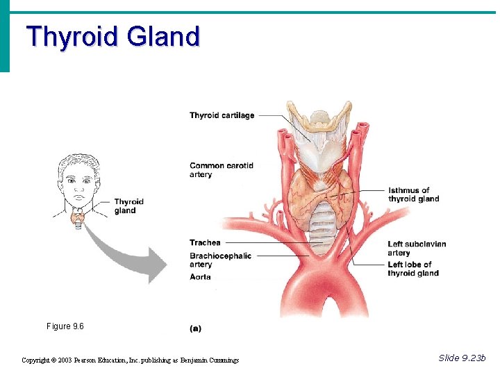 Thyroid Gland Figure 9. 6 Copyright © 2003 Pearson Education, Inc. publishing as Benjamin Thyroid Gland Figure 9. 6 Copyright © 2003 Pearson Education, Inc. publishing as Benjamin