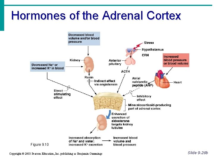 Hormones of the Adrenal Cortex Figure 9. 10 Copyright © 2003 Pearson Education, Inc. Hormones of the Adrenal Cortex Figure 9. 10 Copyright © 2003 Pearson Education, Inc.