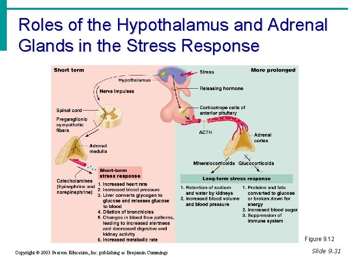 Roles of the Hypothalamus and Adrenal Glands in the Stress Response Figure 9. 12 Roles of the Hypothalamus and Adrenal Glands in the Stress Response Figure 9. 12