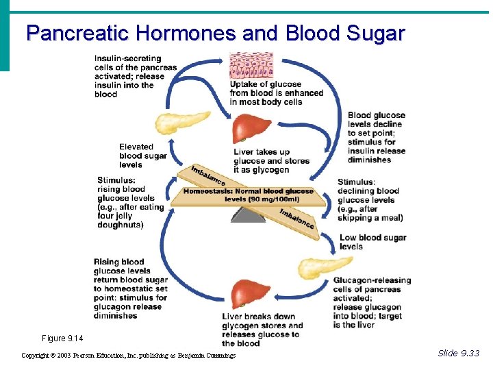 Pancreatic Hormones and Blood Sugar Figure 9. 14 Copyright © 2003 Pearson Education, Inc. Pancreatic Hormones and Blood Sugar Figure 9. 14 Copyright © 2003 Pearson Education, Inc.
