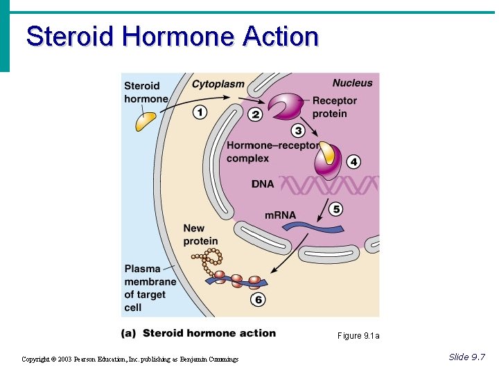 Steroid Hormone Action Figure 9. 1 a Copyright © 2003 Pearson Education, Inc. publishing Steroid Hormone Action Figure 9. 1 a Copyright © 2003 Pearson Education, Inc. publishing