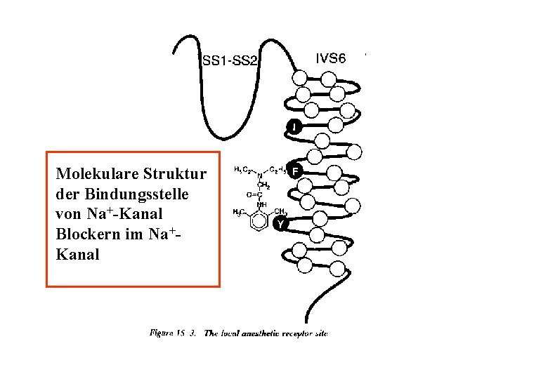 Molekulare Struktur der Bindungsstelle von Na+-Kanal Blockern im Na+Kanal 