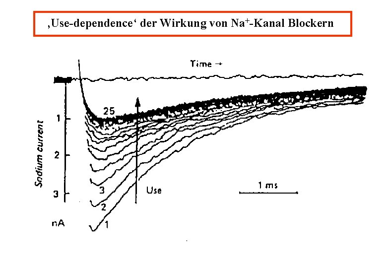 ‚Use-dependence‘ der Wirkung von Na+-Kanal Blockern 