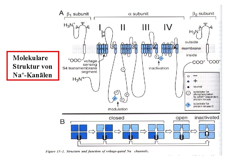 Molekulare Struktur von Na+-Kanälen 