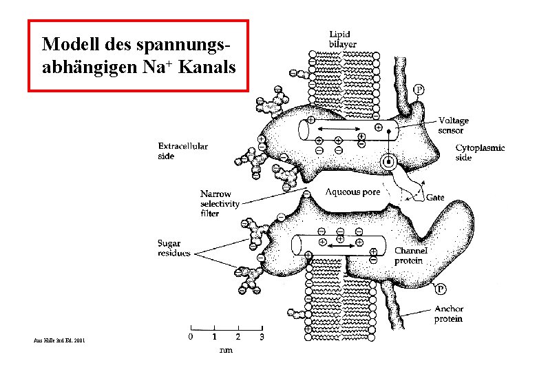 Modell des spannungsabhängigen Na+ Kanals Aus Hille 3 rd Ed. 2001 