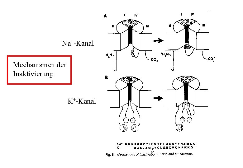Na+-Kanal Mechanismen der Inaktivierung K+-Kanal 