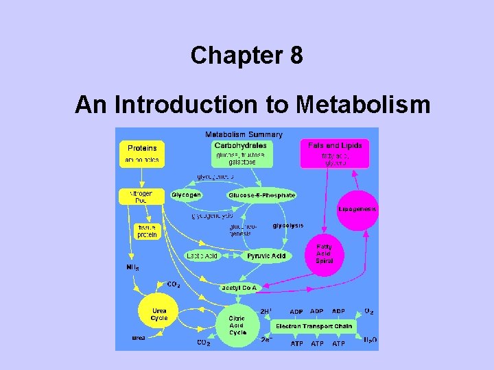 Chapter 8 An Introduction to Metabolism 