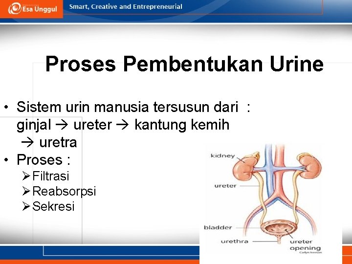 Proses Pembentukan Urine • Sistem urin manusia tersusun dari : ginjal ureter kantung kemih