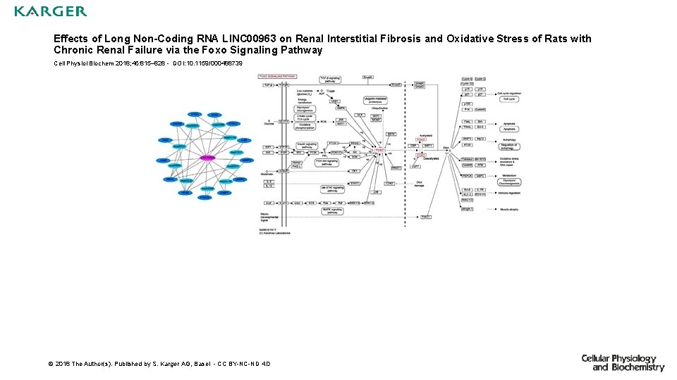 Effects of Long Non-Coding RNA LINC 00963 on Renal Interstitial Fibrosis and Oxidative Stress