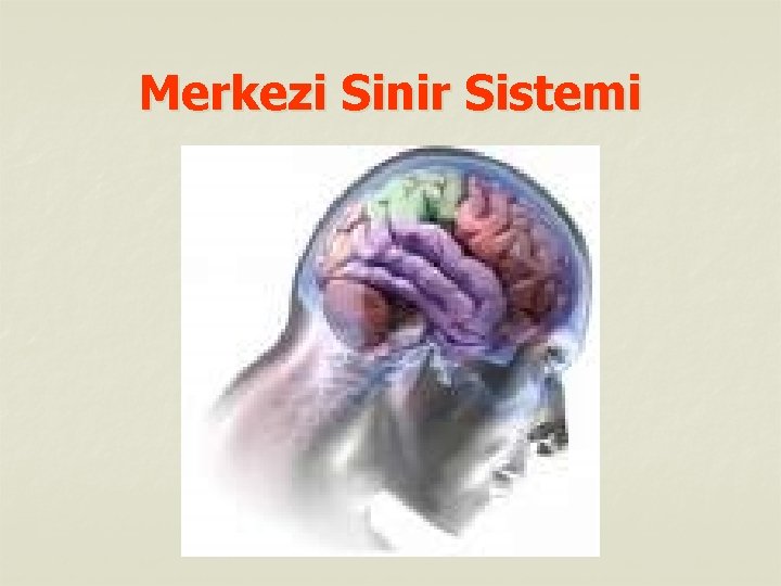 Merkezi Sinir Sistemi 