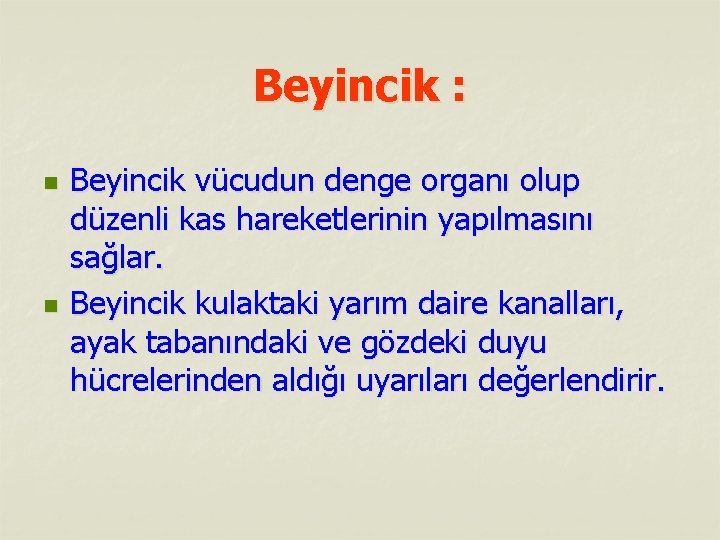 Beyincik : n n Beyincik vücudun denge organı olup düzenli kas hareketlerinin yapılmasını sağlar.