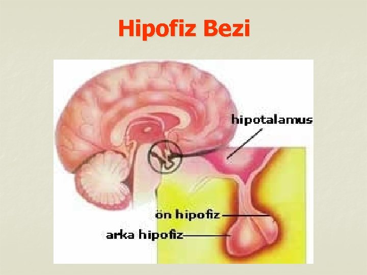 Hipofiz Bezi 