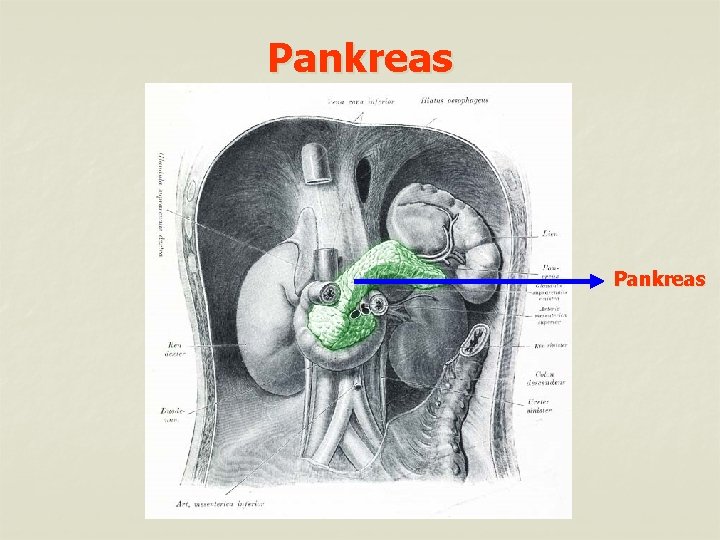 Pankreas 