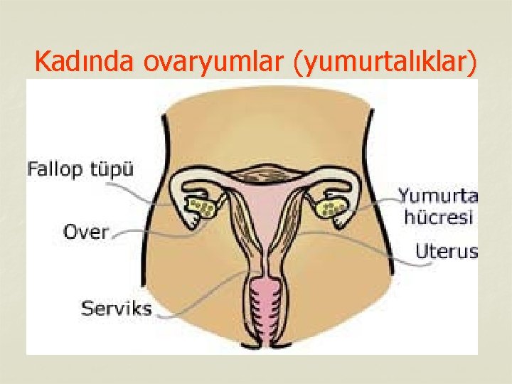 Kadında ovaryumlar (yumurtalıklar) 