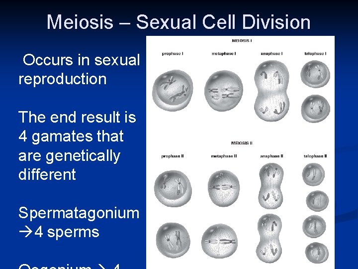 Meiosis – Sexual Cell Division Occurs in sexual reproduction The end result is 4