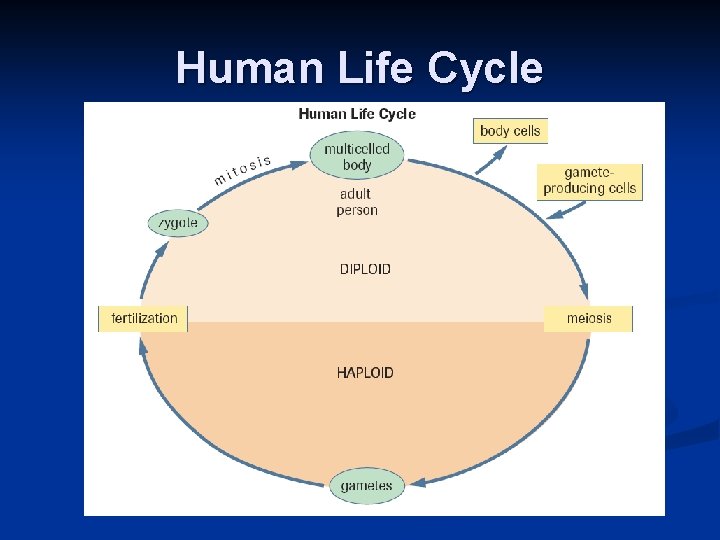 Human Life Cycle 