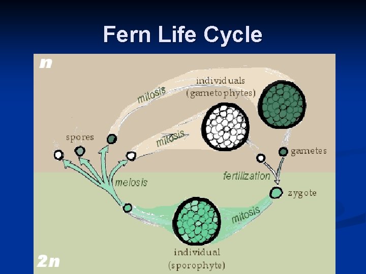 Fern Life Cycle 