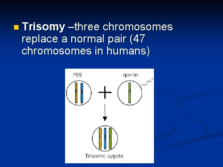 n Trisomy –three chromosomes replace a normal pair (47 chromosomes in humans) 