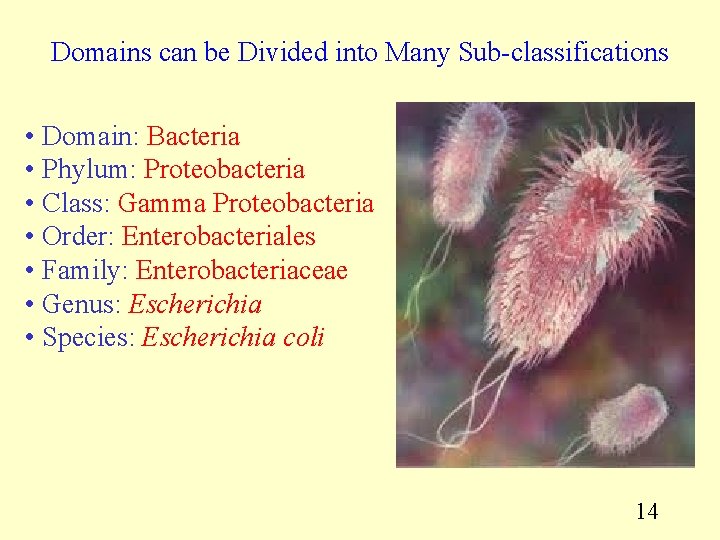 Domains can be Divided into Many Sub-classifications • Domain: Bacteria • Phylum: Proteobacteria • Domains can be Divided into Many Sub-classifications • Domain: Bacteria • Phylum: Proteobacteria •