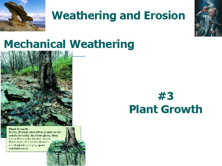 Weathering and Erosion Mechanical Weathering #3 Plant Growth 