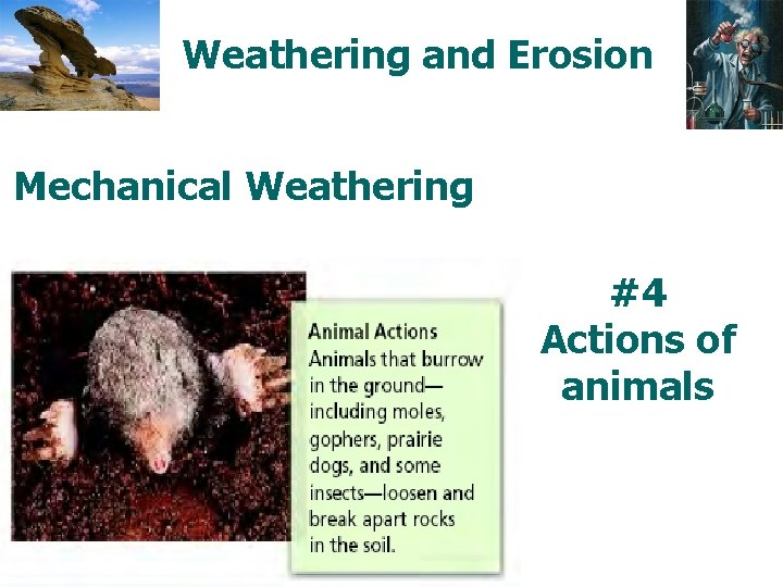 Weathering and Erosion Mechanical Weathering #4 Actions of animals 