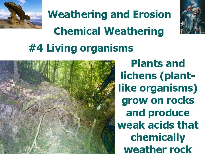 Weathering and Erosion Chemical Weathering #4 Living organisms Plants and lichens (plantlike organisms) grow