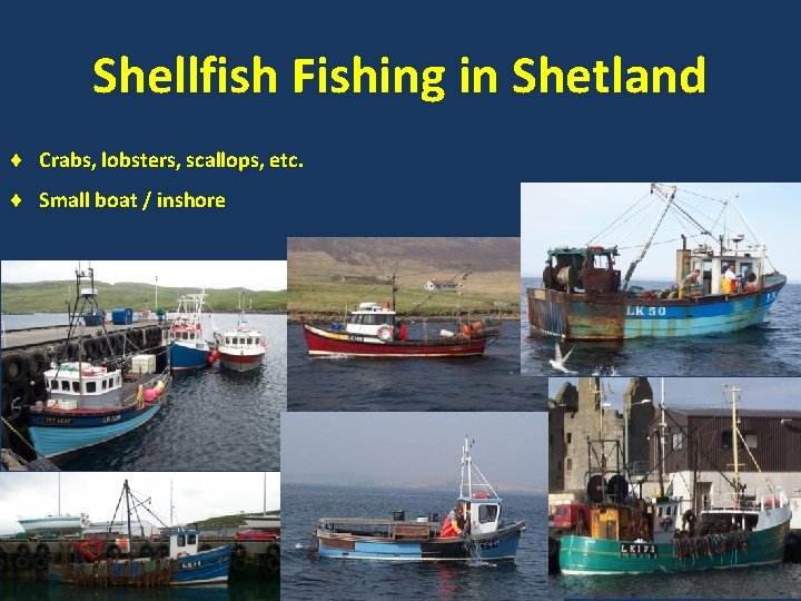 Shellfish Fishing in Shetland Crabs, lobsters, scallops, etc. Small boat / inshore 