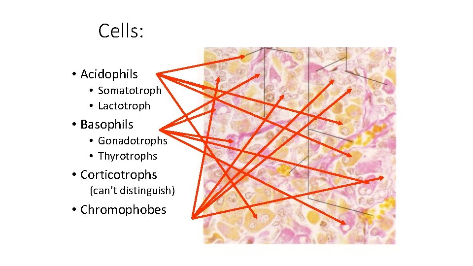 Cells: • Acidophils • Somatotroph • Lactotroph • Basophils • Gonadotrophs • Thyrotrophs •