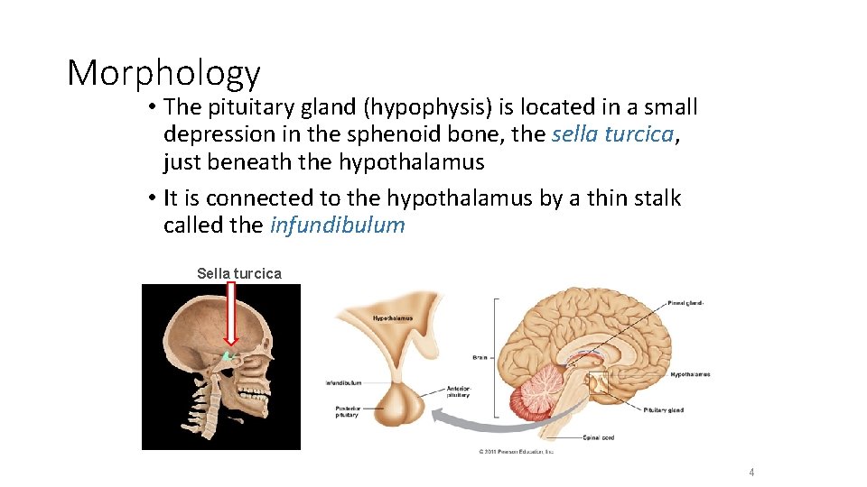 Morphology • The pituitary gland (hypophysis) is located in a small depression in the