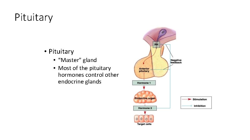 Pituitary • “Master” gland • Most of the pituitary hormones control other endocrine glands